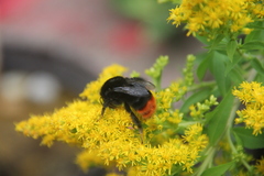 Bombus lapidarius