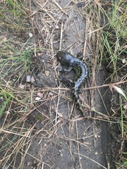Ambystoma mavortium