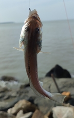 Sciaenidae
