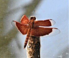 Neurothemis ramburii