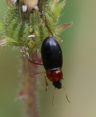 Calathus melanocephalus