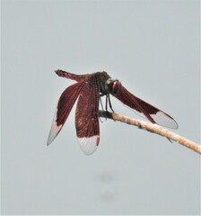 Neurothemis ramburii