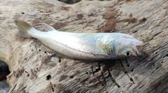 Sciaenidae