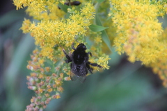 Bombus lapidarius