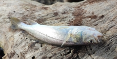 Sciaenidae