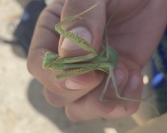 Mantidae