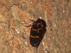 Trichoscarta