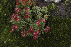 Rhodiola quadrifida