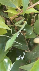 Mantidae