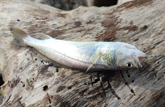 Sciaenidae