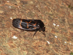 Trichoscarta