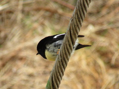 Petroica macrocephala macrocephala
