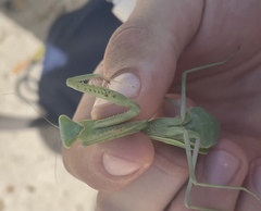 Mantidae