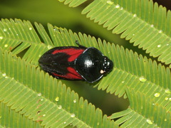 Cosmoscarta gravelyi