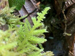 Kindbergia oregana