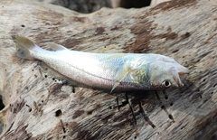 Sciaenidae