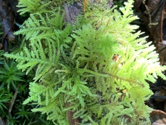 Kindbergia oregana