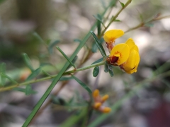 Pultenaea retusa