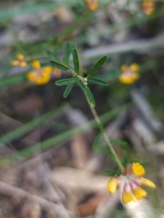 Pultenaea retusa
