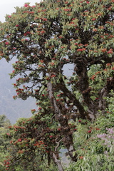 Rhododendron arboreum