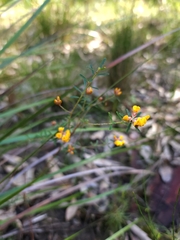 Pultenaea retusa