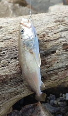 Sciaenidae