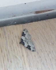 Xanthorhoe fluctuata