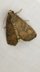 Condica sutor