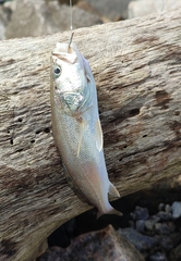 Sciaenidae