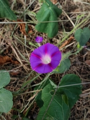 Ipomoea purpurea