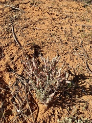 Maireana trichoptera