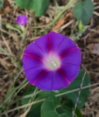 Ipomoea purpurea