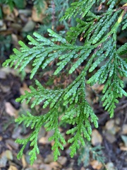 Thuja plicata