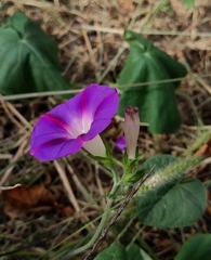 Ipomoea purpurea