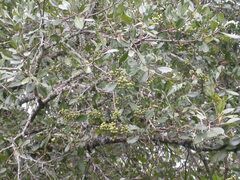 Olinia rochetiana