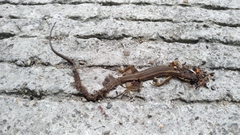 Takydromus kuehnei