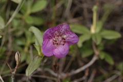 Rhododendron lepidotum