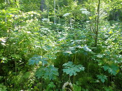 Heracleum dissectum