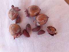 Diospyros nidiformis