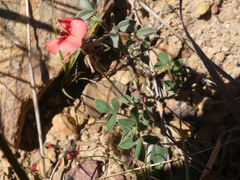Indigofera heterophylla