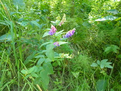 Vicia unijuga