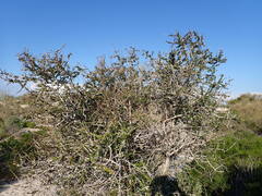 Diospyros nidiformis