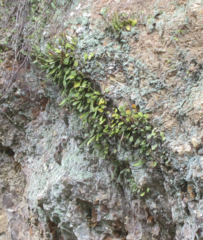 Pyrrosia eleagnifolia