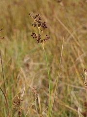 Juncus acutiflorus