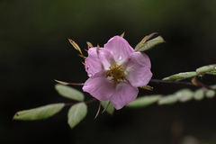 Rosa macrophylla