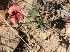 Indigofera heterophylla
