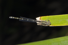 Austroagrion watsoni