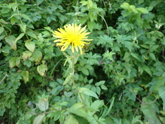 Crepis sibirica