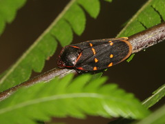 Phymatostetha triseriata