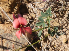 Indigofera heterophylla